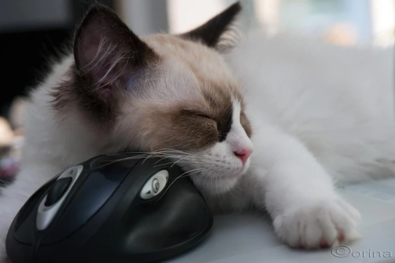 there is a cat that is asleep on the desk