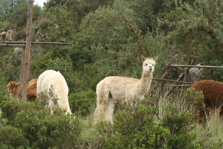 three llamas and a donkey in a fenced area