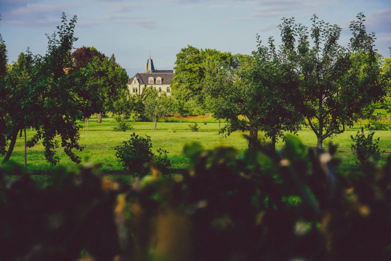 an image of some trees in the grass