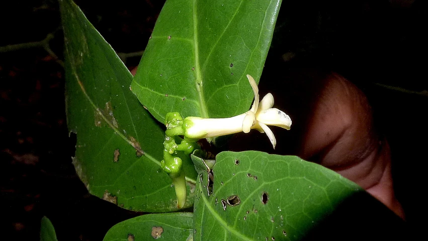 a large plant with small white bugs on it