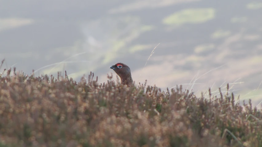 a small bird is sitting among the dry grass