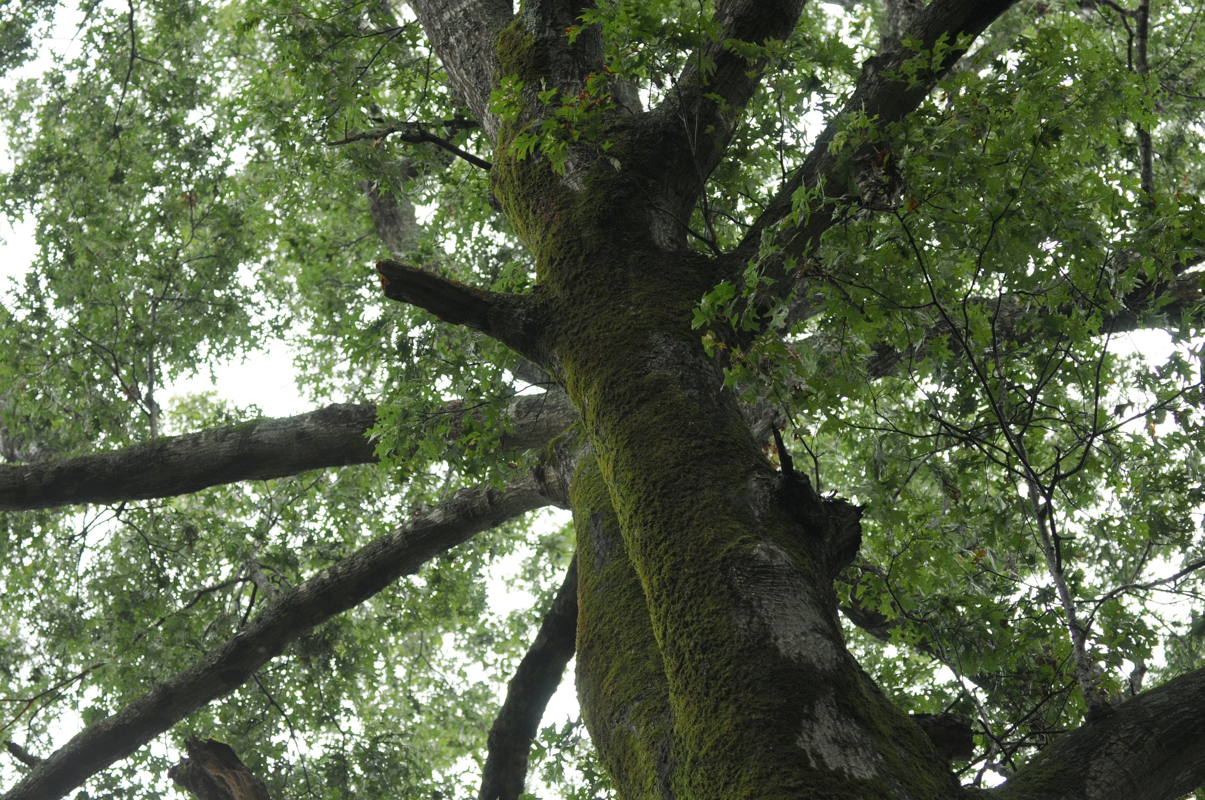 a large green tree with many nches