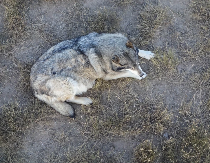 a wolf that is laying down in the dirt