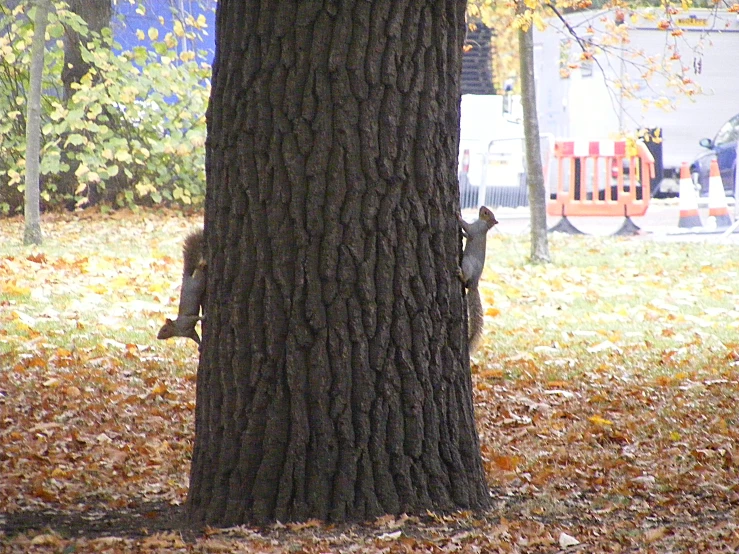 a small squirrel climbing up the side of a tree
