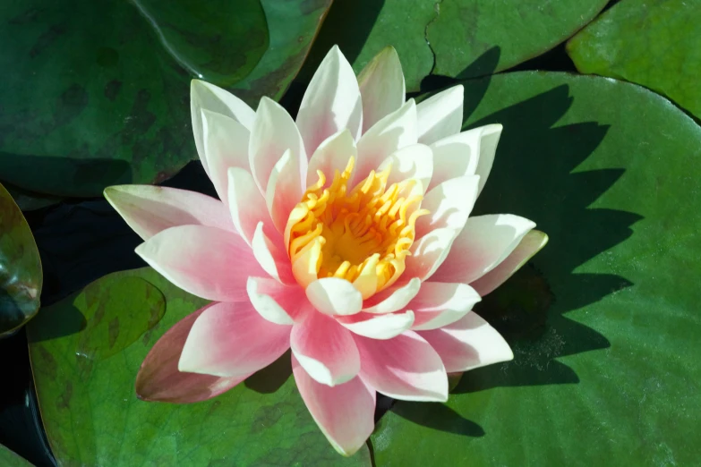 a bright pink water lily on top of lily pads