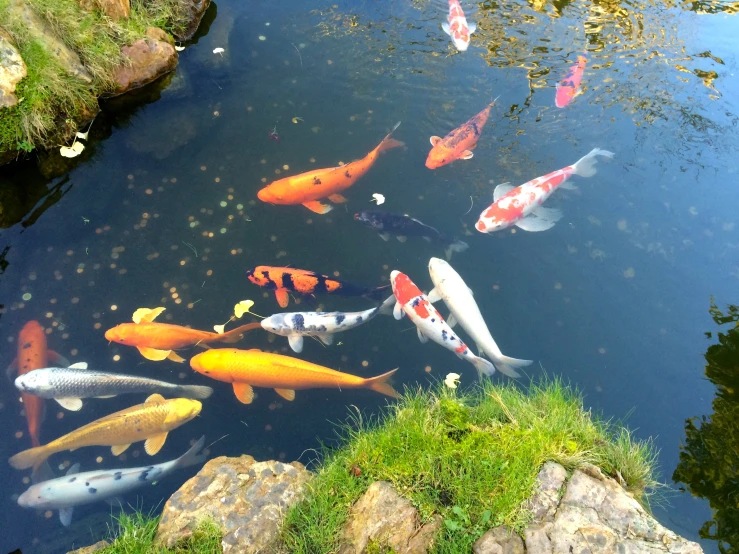 there are many colorful fish swimming in the pond