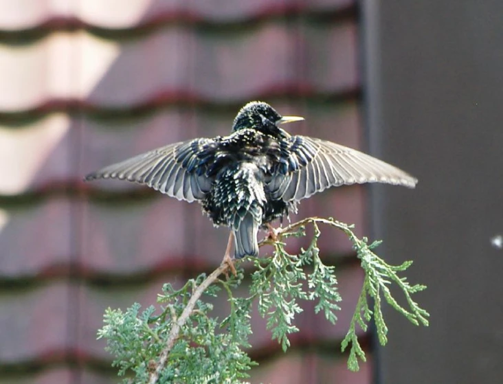 a bird is sitting on top of a small nch