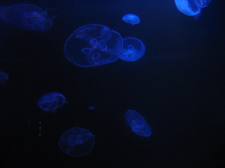 a bunch of jellyfish floating around in the dark