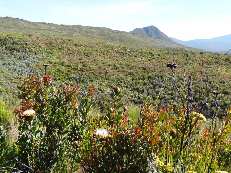 a grassy hill covered in lots of flowers on a sunny day