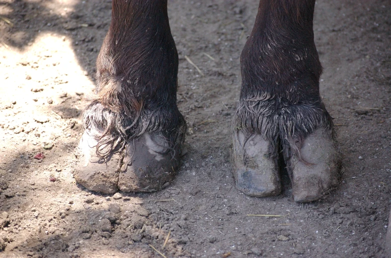 there is a close up of the feet of a horse