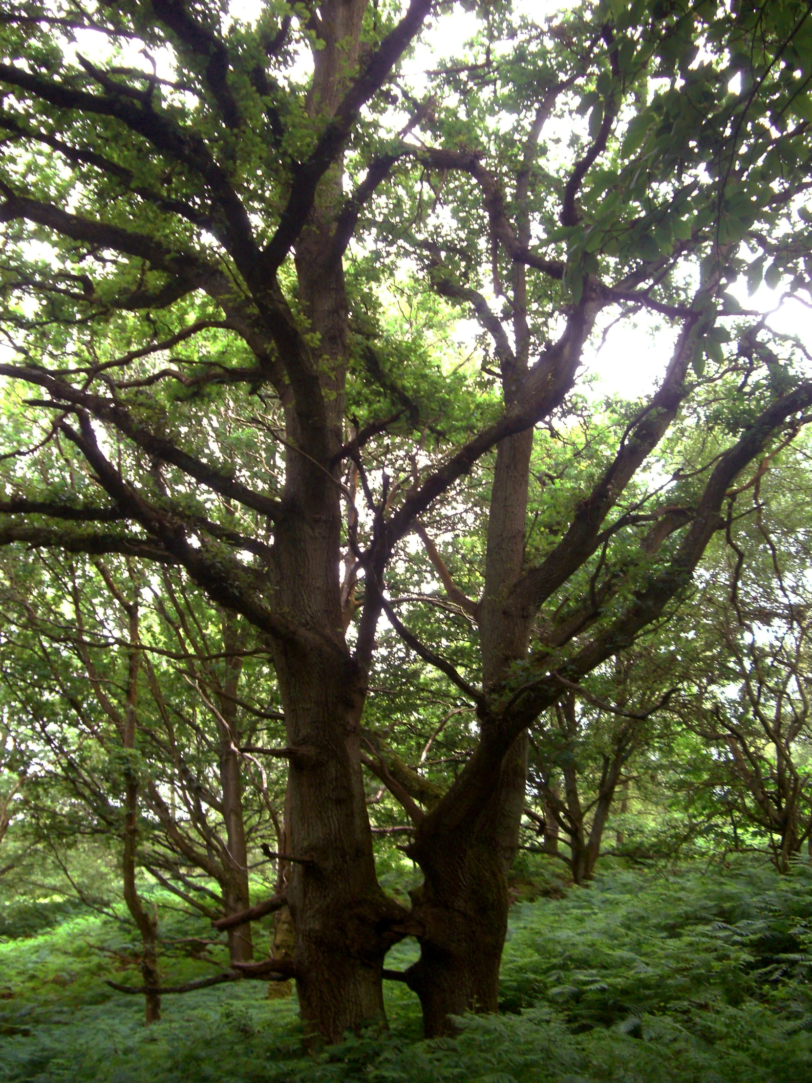 trees are in the woods and some vegetation