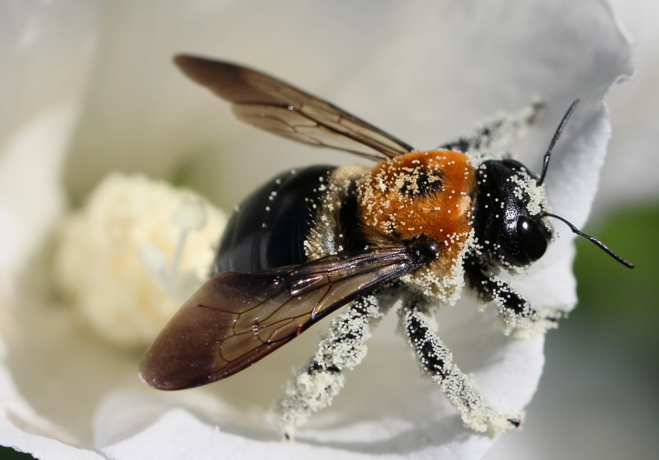 a fly perched on top of a flower