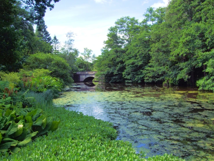 a large body of water surrounded by lush green trees