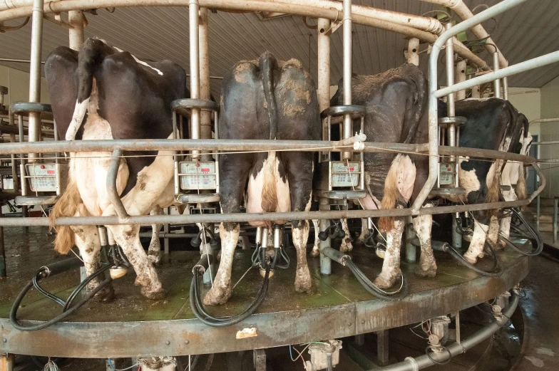 a herd of cows are standing inside a metal enclosure