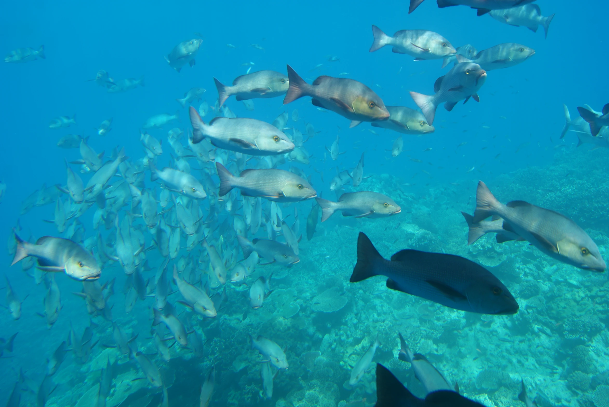 many fish in the water near one another