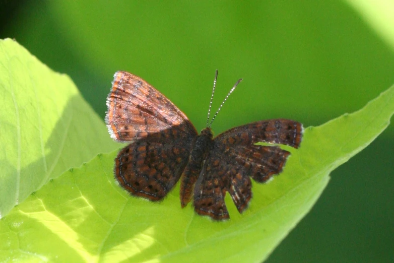 a brown moth with spots on it's wings sitting on a green leaf