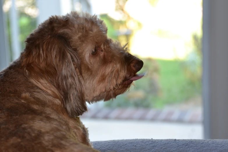 a dog is sitting on the floor looking outside