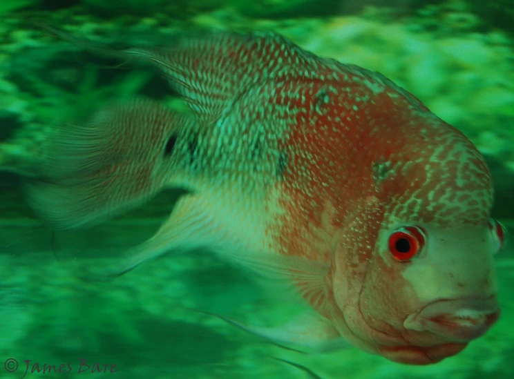 a fish with an orange eyes sitting in some water