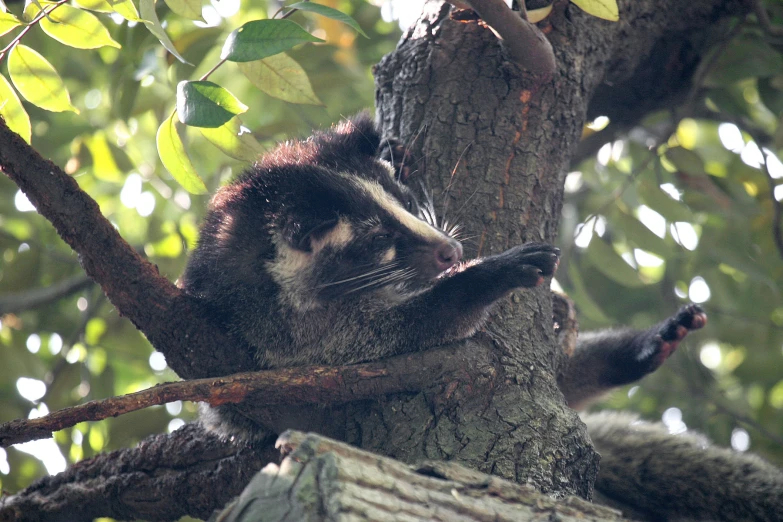 a black and white cat laying on a tree nch