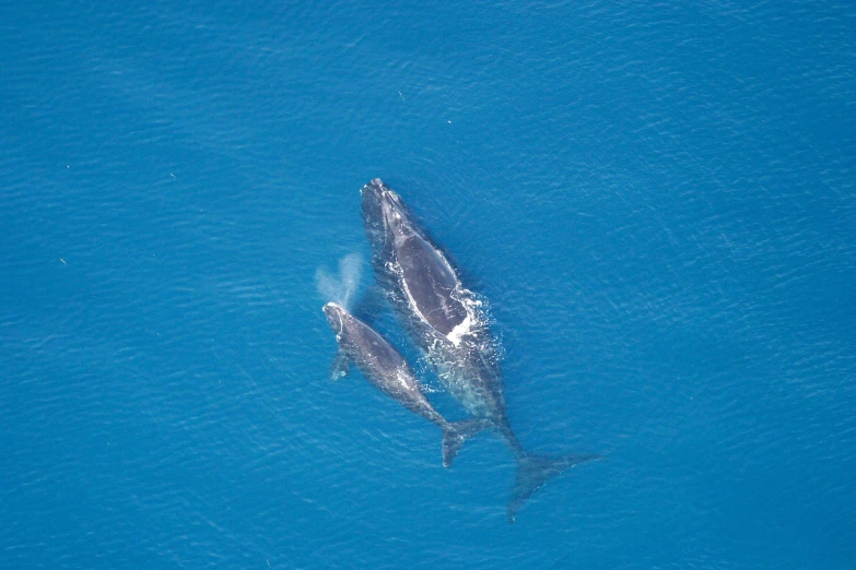 two dolphin's swim in blue water from above