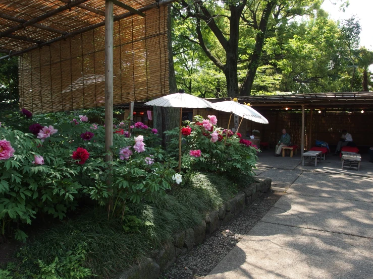 several umbrellas set up in a garden