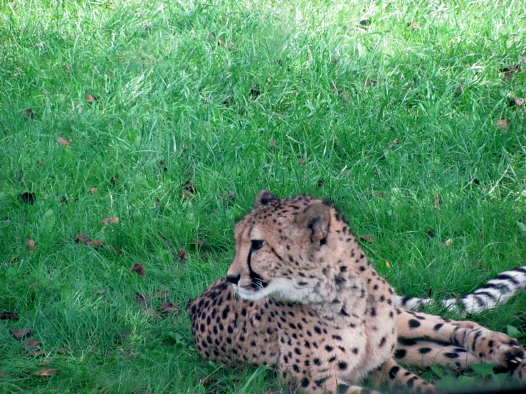 the cheetah is resting on the grass near the bushes