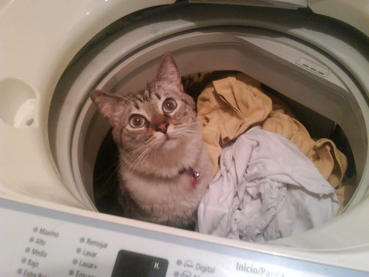 a cat sits inside a washing machine with clothes on the back
