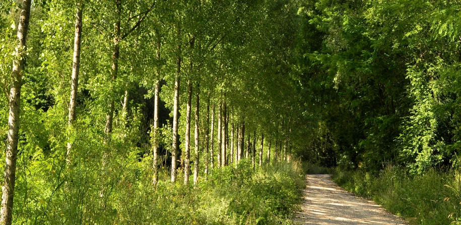 a forest filled with tall trees and green grass