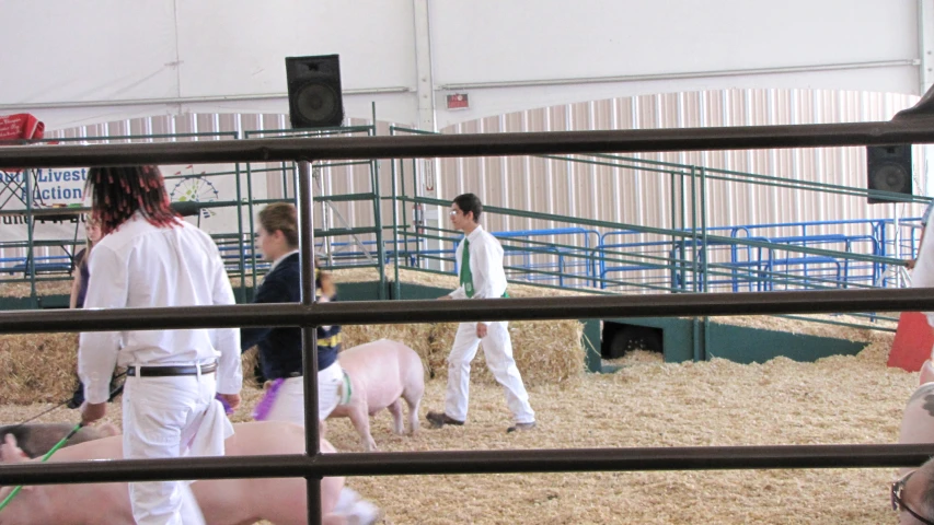 people with livestock at a pen while some others stand around