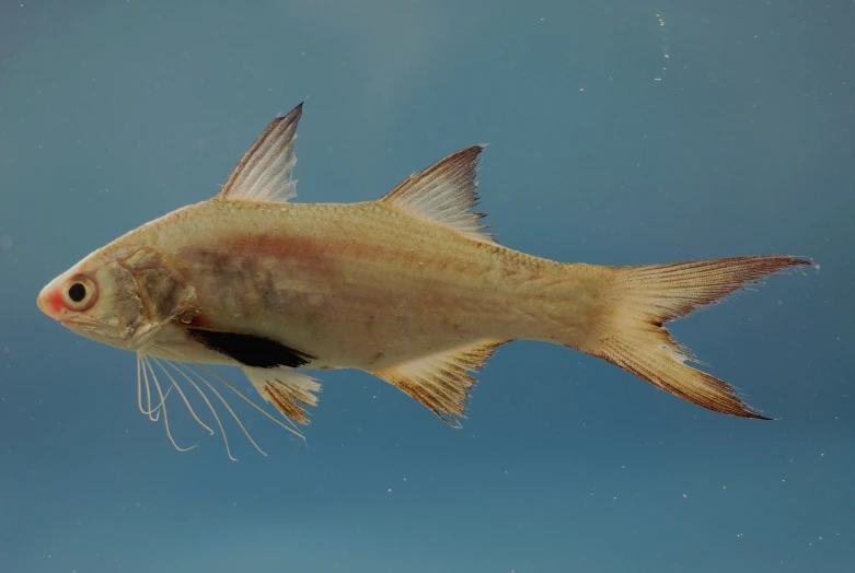 a brown fish with large horns is floating in the water