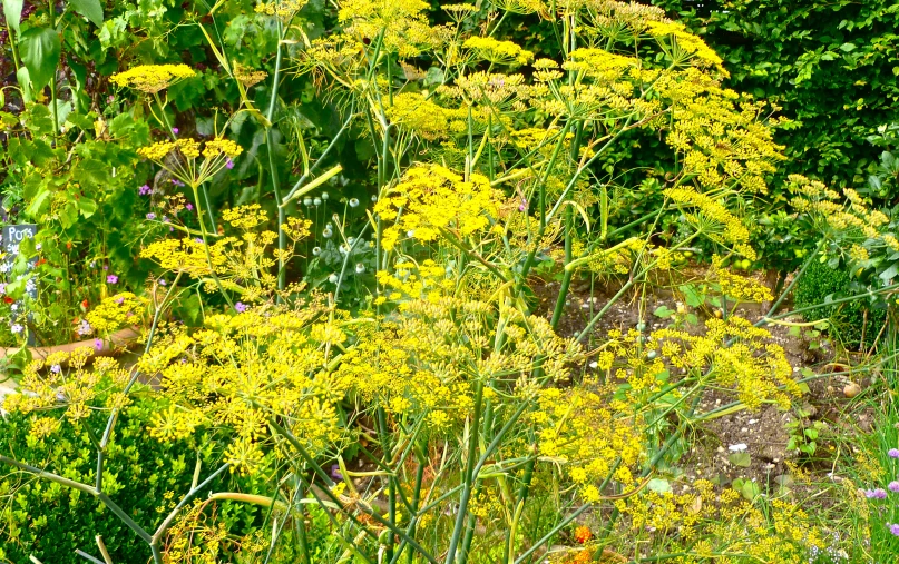 tall yellow plants in the middle of the forest