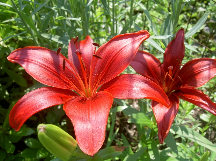 two red flowers in the sun on the ground