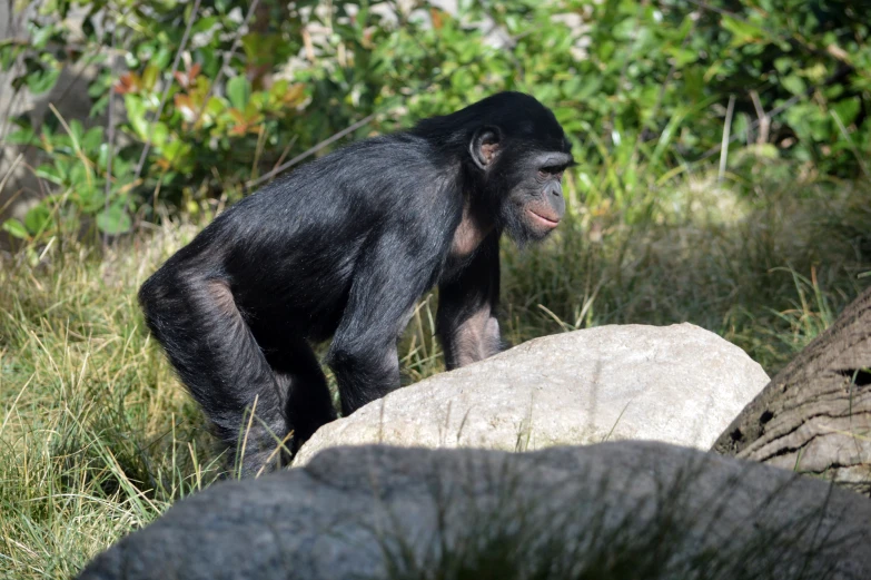 a monkey is standing by a rock