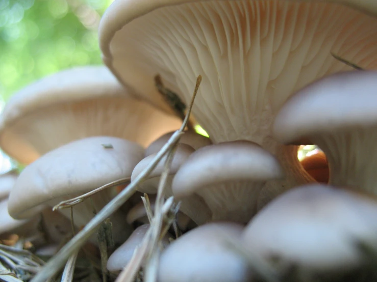 small white mushrooms in the grass near a light