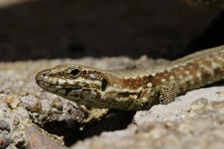 a close up view of a lizard laying on the ground