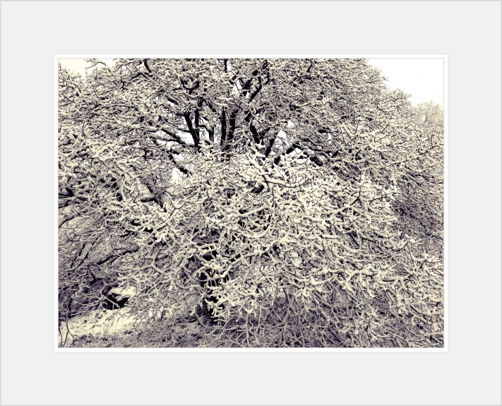 a black and white po of a tree in the snow