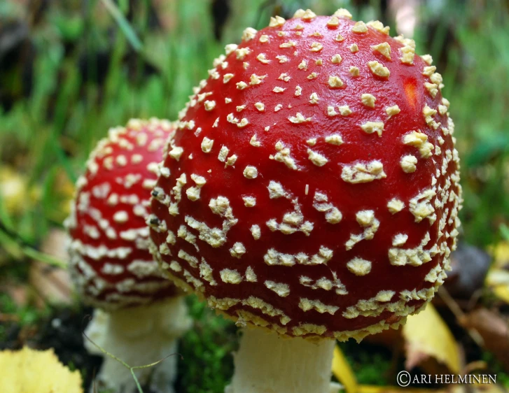 two mushrooms with tiny bumps on them in the wild