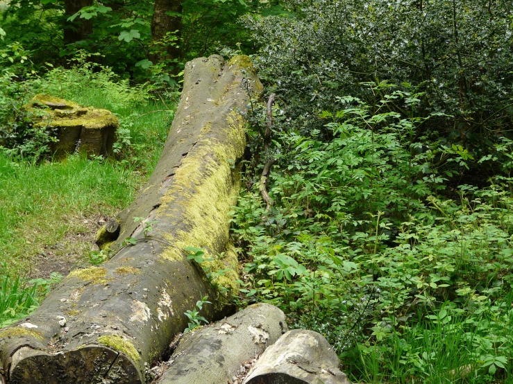 a broken log laying on the ground in the woods