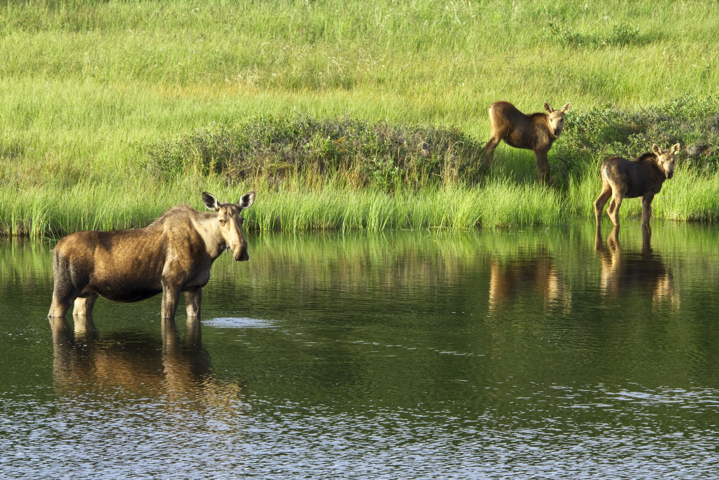 three animals are standing in a field by the water