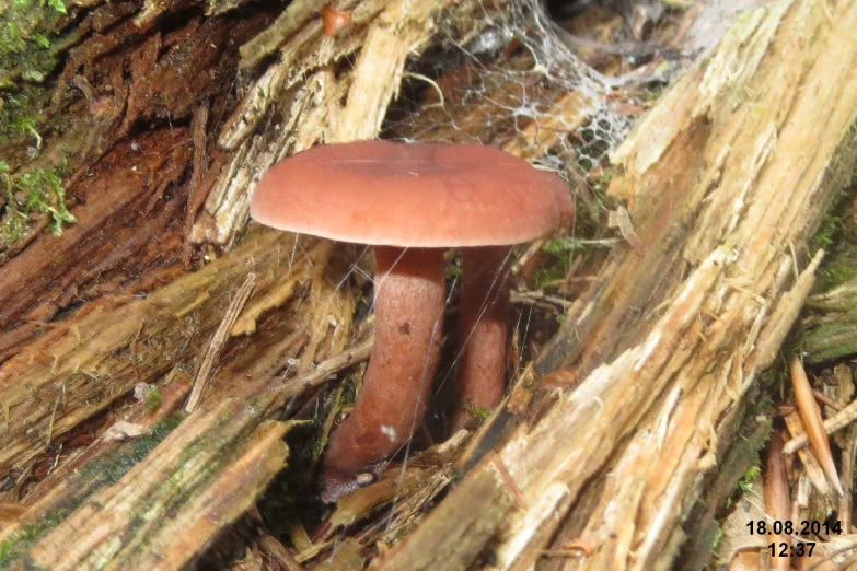 an odd looking mushroom that looks like a person