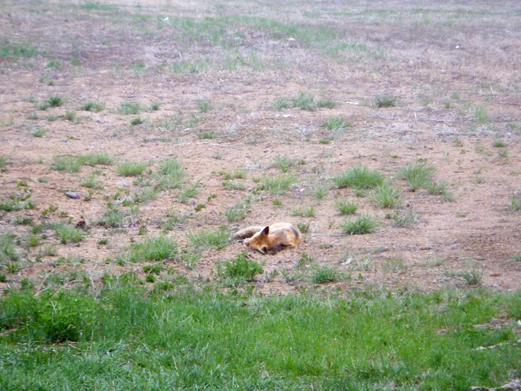 there is a dog that is lying down in the grass