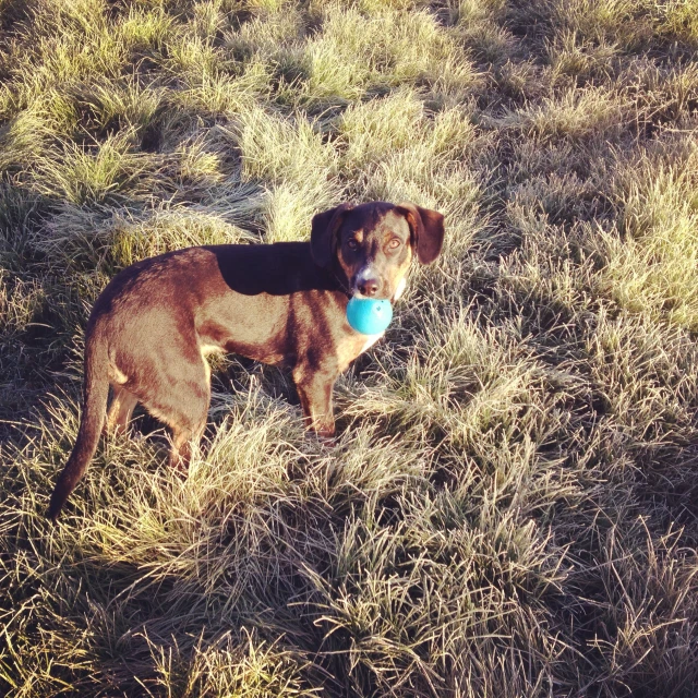 a brown dog carrying a blue ball in it's mouth