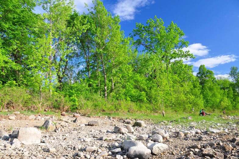 a dirt bank and green trees next to it