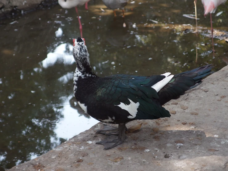 a black bird is sitting by the water