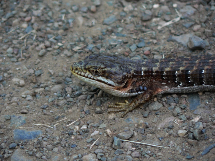 an adult lizard standing on a rocky area