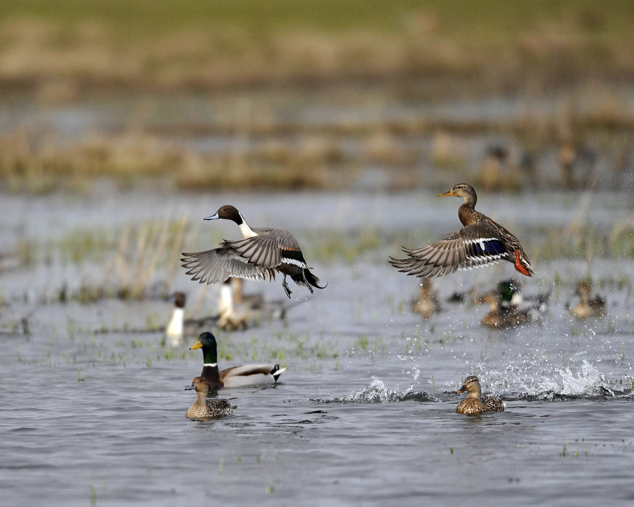 three ducks in the water and a duck landing