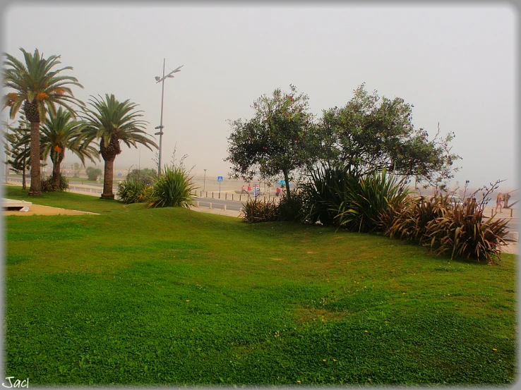 green grass and palm trees beside the street