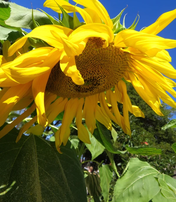 a sunflower with yellow petals, with green leaves