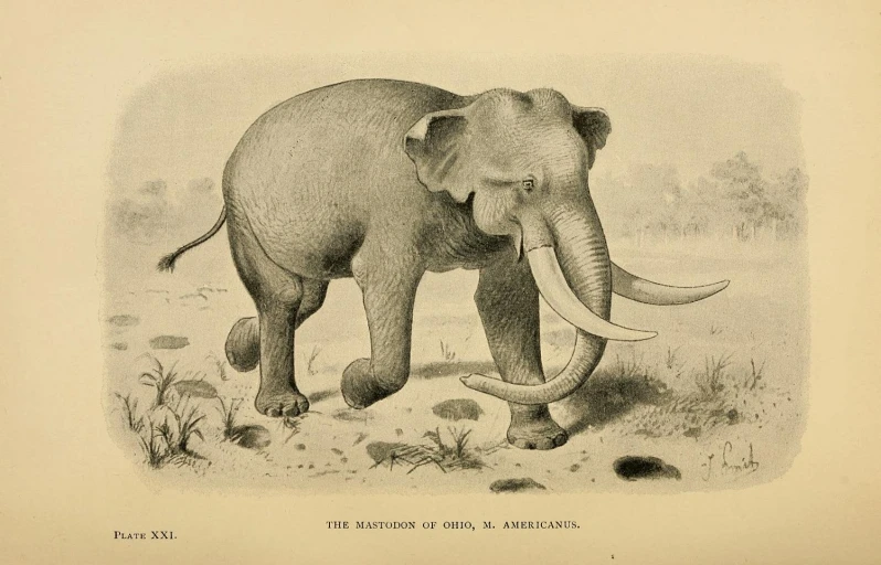 an old picture of an elephant in the wild