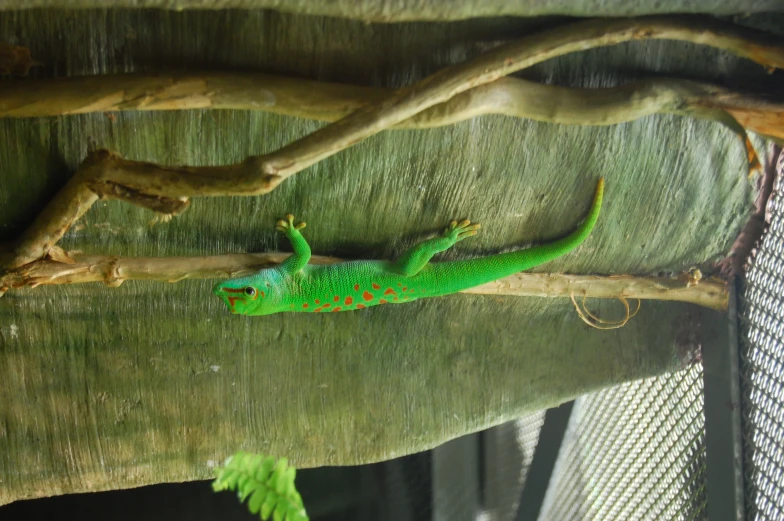 a lizard is climbing on a tree nch